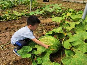 吃瓜系统超长合集牧歌