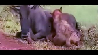 古瓜吃货视频,穿越时空的美食之旅