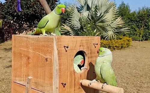 修鸟吃瓜,揭秘鸟类饮食与生态平衡的奇妙关系