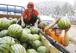 修鸟吃瓜,揭秘鸟类饮食与生态平衡的奇妙关系