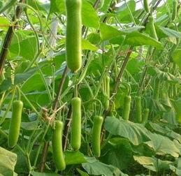 瓠瓜催芽多久可以吃,快速品尝新嫩美味!