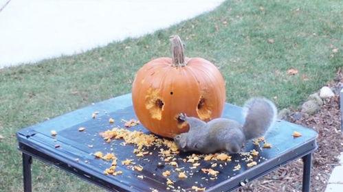 松鼠可以吃瓜吗