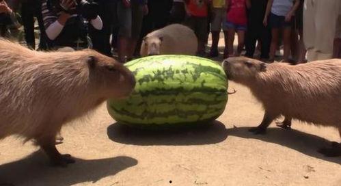 吃瓜速删快来,揭秘娱乐圈幕后真相