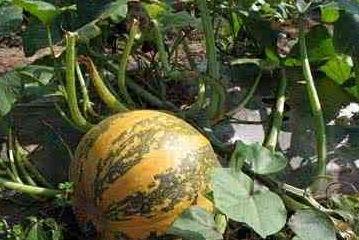 吃瓜连带籽,探寻吃瓜乐趣与营养奥秘