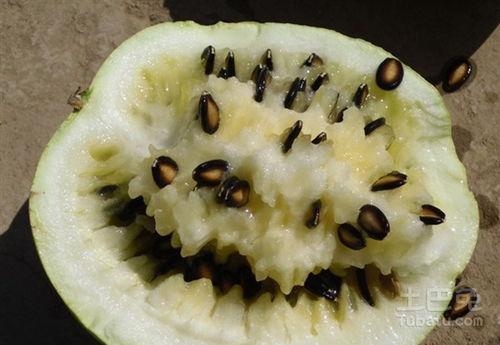 吃籽瓜变重,揭秘神奇瓜果的神奇魔力